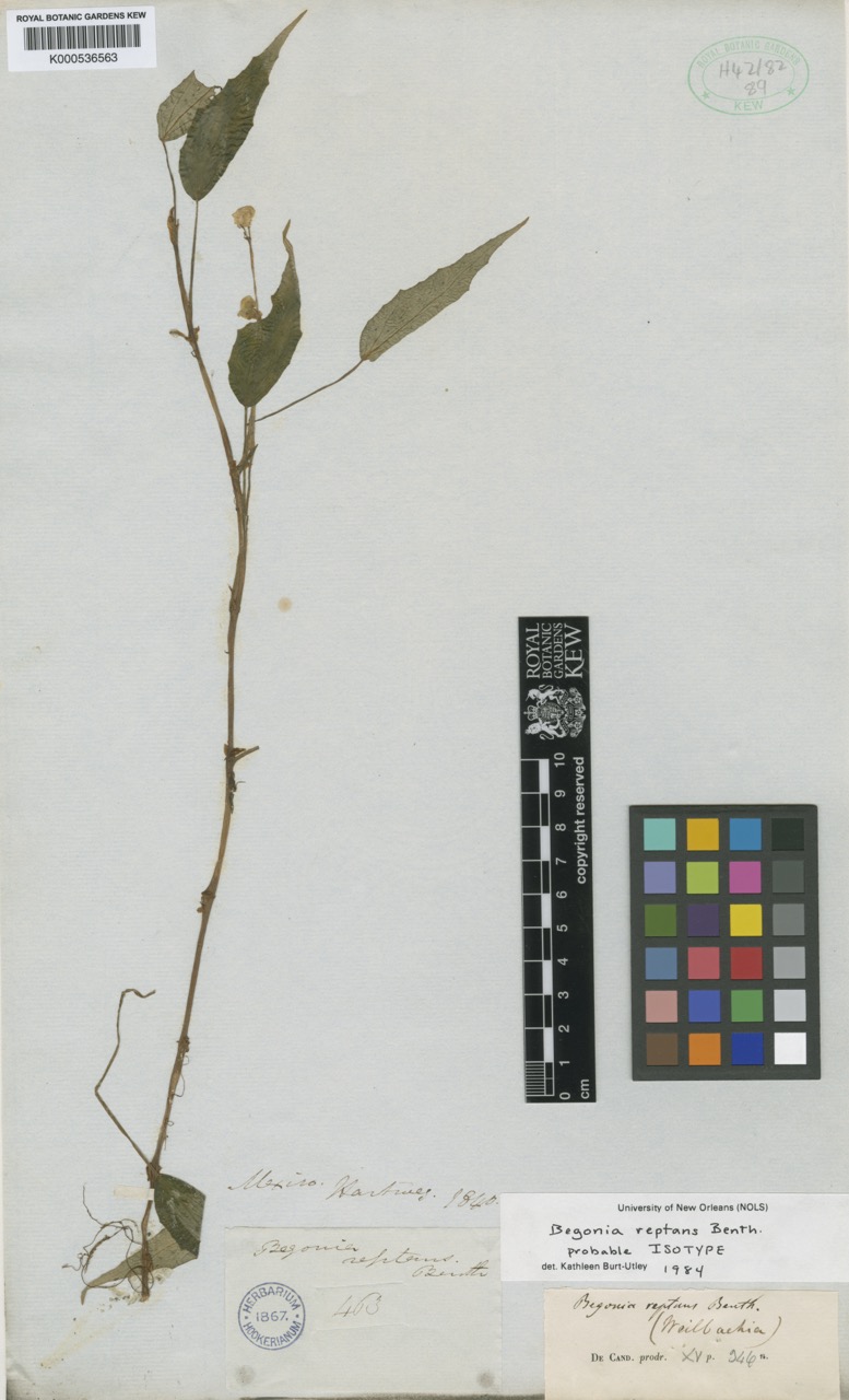 B. reptans